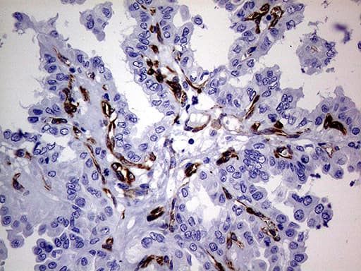 NES / Nestin Antibody (aa99-349, clone OTI1B4, Carrier-free)