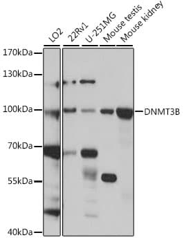 DNMT3B Antibody