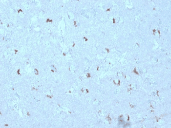 GAD1 / GAD67 Antibody (clone GAD1/2563, Azide-free, BSA-free)