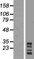 CHRFAM7A Protein (Over-Expression Lysate Myc-DDK (Flag))