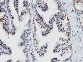 NMT2 Antibody (clone OTI1G3)