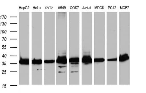 GAPDH Antibody (aa220-290)