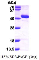 Human BPNT1 Protein (Recombinant His)