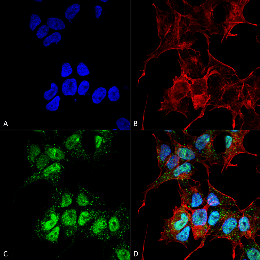 GABARAPL1 / ATG8 Antibody (PerCP)