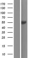 ETNPPL / AGXT2L1 Protein (Over-Expression Lysate Myc-DDK (Flag))