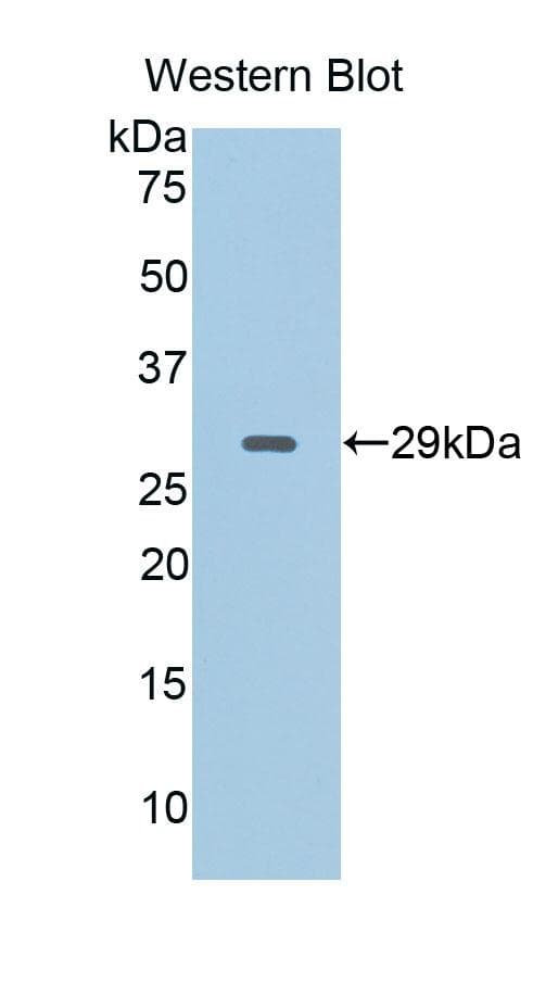 CD40L Antibody (aa111-261, Biotin)