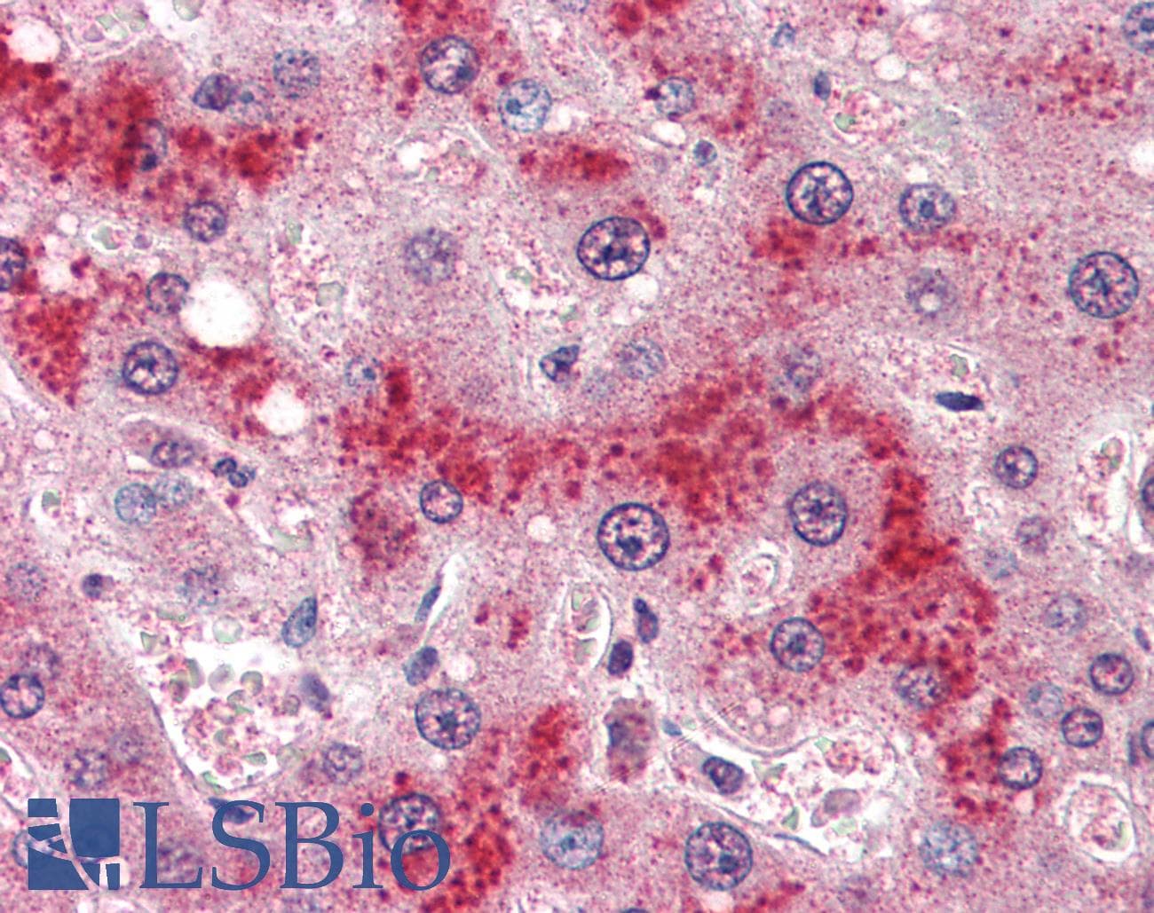 IHC-plus™ LEPR / Leptin Receptor Antibody (aa829-841)