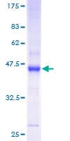 Human RHOF Protein (Recombinant GST)
