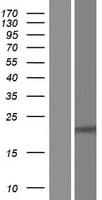 RPE Protein (Over-Expression Lysate Myc-DDK (Flag))