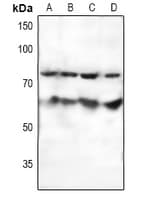IHC-plus™ SF1 Antibody