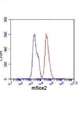 SOX2 Antibody