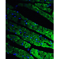 CX3CR1 Antibody