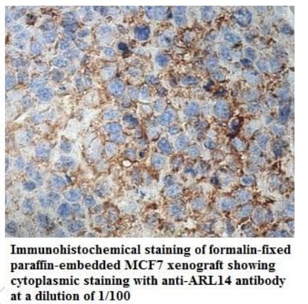 ARL14 Antibody (aa2-191)