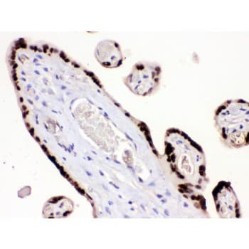 HMGB3 Antibody (aa62-95)