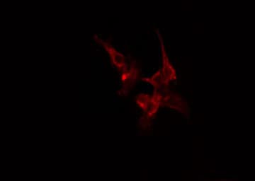 RIN1 Antibody