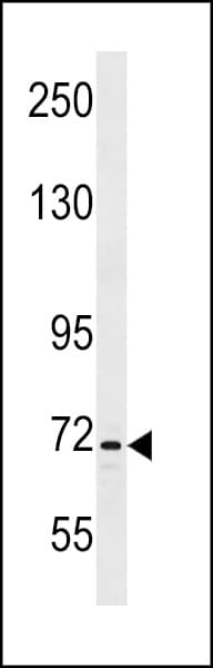 INTS9 Antibody (aa489-515)
