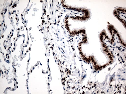RCOR1 / COREST Antibody (aa256-485, clone OTI9F6, Carrier-free)