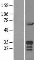 MIF4GD Protein (Over-Expression Lysate Myc-DDK (Flag))