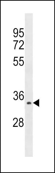 Polyclonal Rabbit anti-Human AURKC / Aurora C Antibody (aa1-30, IF, WB)