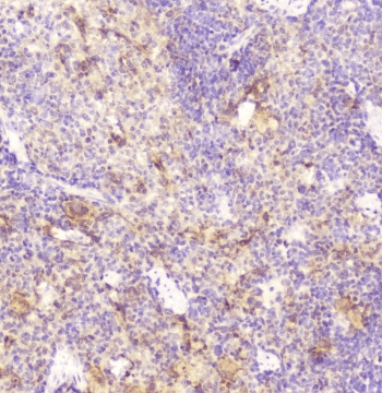 DDT / Dopamine Tautomerase Antibody