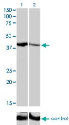 SHOX2 Antibody (aa117-204, clone 1D1)