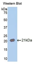 CDw218a / IL18R1 Antibody (aa182-336)