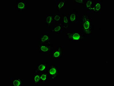 HIST1H3A Antibody