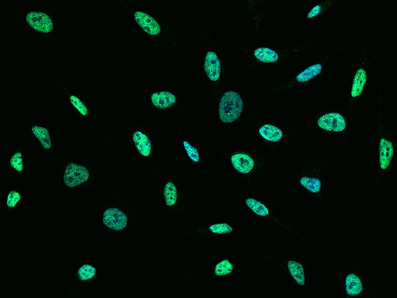 PPP1CC / PP1 Gamma Antibody (Preservative Free)