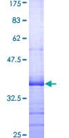 Human KCNMB1 Protein (Recombinant GST, N-terminus)