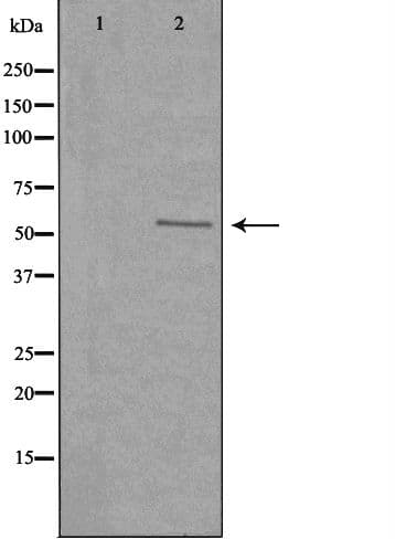 SERINC2 Antibody