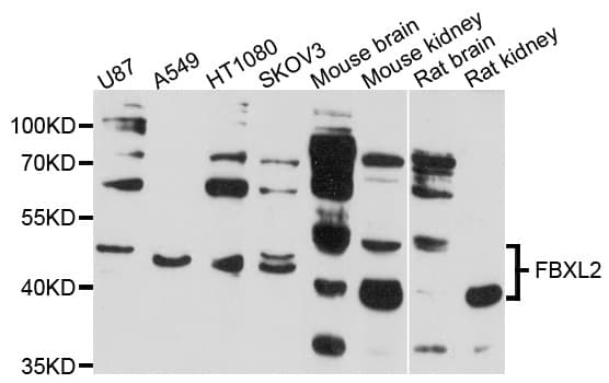 FBXL2 Antibody