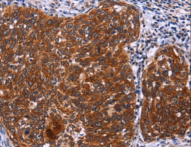 USP2 Antibody