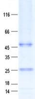 Human KLK8 / Kallikrein 8 Protein (Recombinant GST, N-terminus + His, C-terminus)
