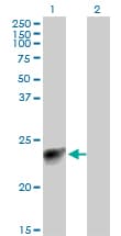 MYL3 Antibody (clone 4C2)