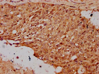 HIST1H3A Antibody