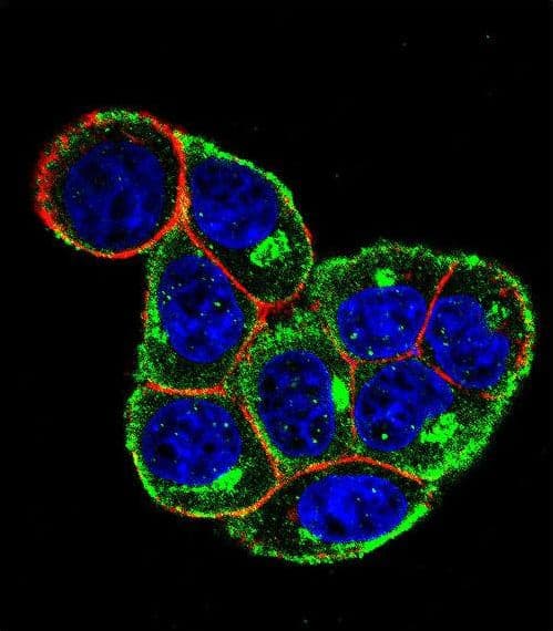 CCND1 / Cyclin D1 Antibody (aa203-238)