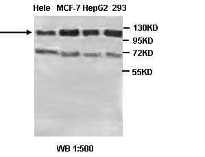 PTP-PEST / PTPN12 Antibody