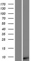 Human AKAIN1 Protein (Over-Expression Lysate Myc-DDK (Flag))