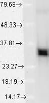 HMOX1 / HO-1 Antibody (aa1-30, clone 1F12-A6, APC)