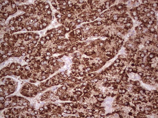 Monoclonal Mouse anti-Human ABAT Antibody (clone OTI6C9, aa29-323, IHC, WB)