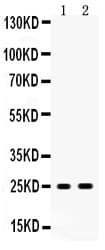 PRDX6 / Peroxiredoxin 6 Antibody (aa15-224)