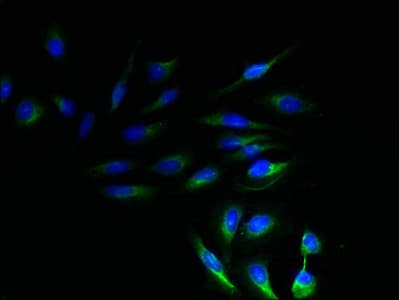 Polyclonal Rabbit anti-Human NRSN1 Antibody
