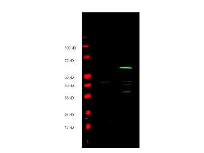 Myc Tag Antibody