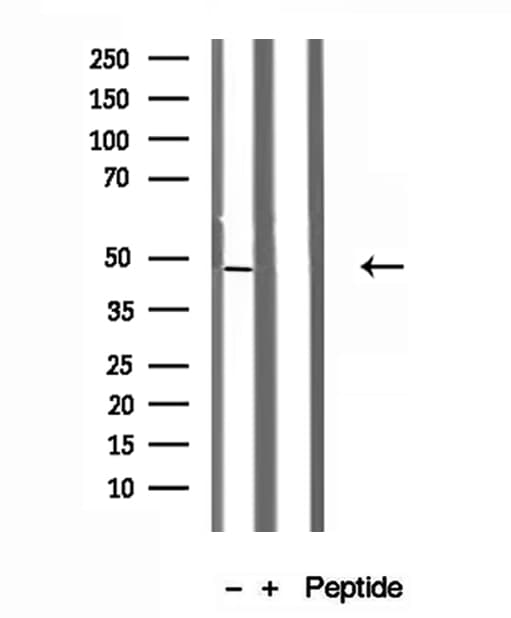 RNH1 Antibody