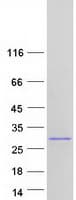 Human SENP8 Protein (Recombinant Myc-DDK (Flag))