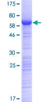 Human HABP4 Protein (Recombinant GST)