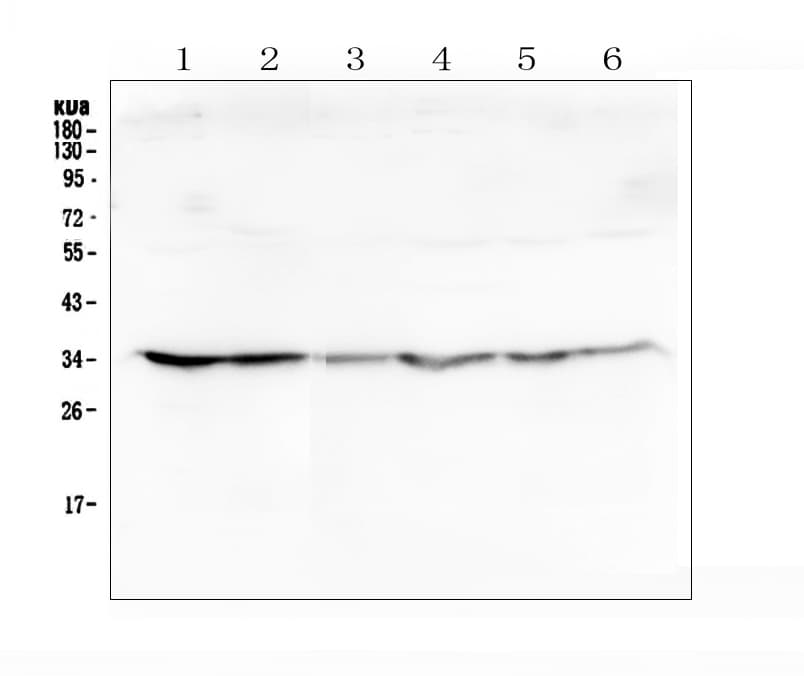 Polyclonal Rabbit anti-Human GOLPH3 Antibody (IHC, WB)