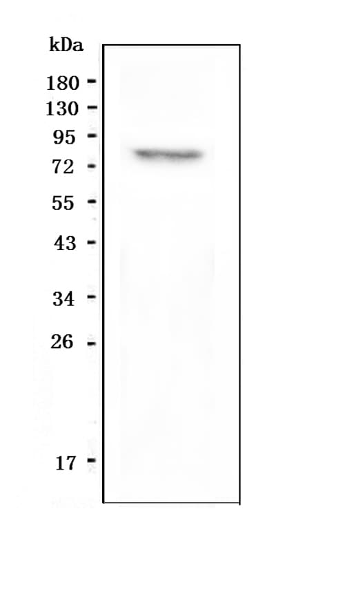 RXFP2 / LGR8 Antibody