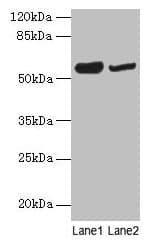 NOSTRIN Antibody