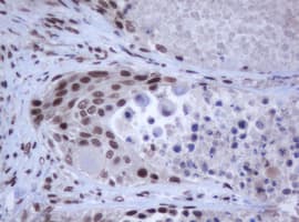 JUN / c-Jun Antibody (clone OTI2A9)